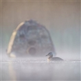 Buteo Photo Gear Swimmversteck Grebe II