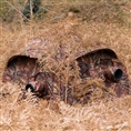 Buteo Photo Gear Tarnzelt Aquila Mark III Braun